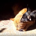【猫 vs. 犬】動画集！猫族にとって犬族は…うざかわいい？
