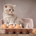 猫が卵を食べる理由と「食べさせる」ことの問題について