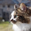 完全室内飼育の猫は「世界」をどう認識してる？