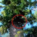 飼い猫が木の上で立ち往生…ハラハラドキドキの救助活動の行く末は？