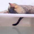 『お風呂の蓋の上で寝た猫』尻尾が水ぽちゃした結果…まさかの"顔…