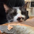 猫が『鮭』をみたときの反応…食べたそうにする様子が面白すぎると3万9000…