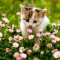 春に見られる猫の８つの変化