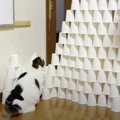 これがプロ猫の技『紙コップチャレンジ』ファインプレー集