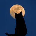 猫に『月の満ち欠け』は影響を与える？3つの説と、猫に見られる行動の…