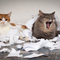 猫が『紙』を食べちゃったときの症状と対処法　防止するための気をつ…
