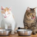 猫の『置き餌』は危険と言われる理由3選　おすすめの与え方と切り替え…