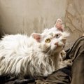 猫の毛が『パサパサ』になる5つの原因と対処法