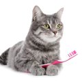 猫が苦手な『歯磨き』を上手にする方法5つ！どうしても磨けないときの…