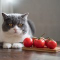 猫はトマトを食べても大丈夫？与える際の注意点４つ