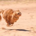 猫は100ｍを何秒で走れる？猫が本気を出して走ったら、めっちゃ速い3…
