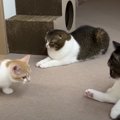 どうなる？預かっている子猫と初対面した親子猫の反応にご注目！