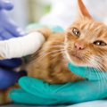 猫の『手術につながる病気・ケガ』6選　避けたい麻酔のリスク、予防法…