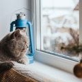 猫が『肌寒い』と感じるのは何度？室内温度の保ち方や暖房器具以外で…