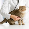 猫を『即受診させるべき症状』4選　命に関わるサインと考えられる病気