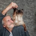 猫の「老化」に見られる５つのシグナル