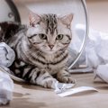 愛猫が『ゴミ箱を漁る』ときに考えられる5つの理由　やめさせるための…