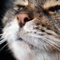 猫の『鼻炎・副鼻腔炎』とは？発症する原因や症状、治療法など