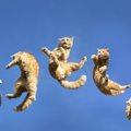 猫が『ジャンプ』に失敗してしまう3つの要因