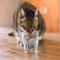猫に飲ませても『安全な飲み物』3選　水も選び方次第で良し悪しが変わ…