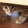 猫は『叱られる』とどう反応する？６つの仕草・行動