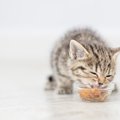 猫が食事をしながらしゃべるのはなぜ？4つの意味