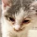風邪で体力の限界に達した子猫たち…懸命な看護の結末は？