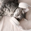 猫の『聴力』に関する3つの豆知識　ヒトよりはるかにスゴい猫たちの音…