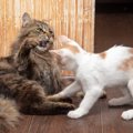 猫同士が喧嘩する理由３つ