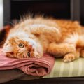 猫が『洗濯物ゴロゴロ』が好きな理由と防止策３つ