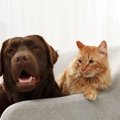 猫と犬を一緒に飼う時に必ず知っておかなければならないポイント５選