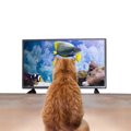 猫もテレビが大好き！夢中になる映像の特徴６つ