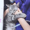 猫に腕枕をする時の4つのポイント