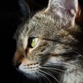 猫の目が充血する原因や考えられる病気、対処法について