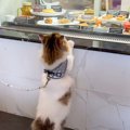 子猫と初めてペット可のカフェに行ってみたら…好奇心旺盛な姿が可愛す…