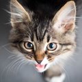 猫が『高い声で鳴いている』ときに考えられる3つの意味　声の強弱でも…