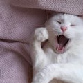 猫がふわ～と「あくび」をするときのキモチ5選　眠いだけじゃなく、病…