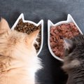 猫が安心して食事ができる『理想の食器』３選