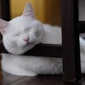 猫がころころ『寝る場所』を変えるときに考えられる4つの理由　実は安…