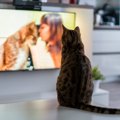 『猫が好きなテレビ番組』第1位は？動物・ペット系が最も多い結果に！