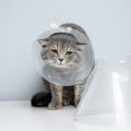 愛猫に傷口をなめさせないための対処法3つ　放置すると傷が悪化する危…
