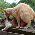 猫がマウンティングする4つの理由と交尾の違い