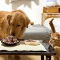 猫と犬が『大量のステーキ』を見たときの反応…まさかの展開が面白すぎ…