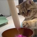 猫ちゃんと一緒に桜餅を作る！？餅つき職人と化した手つきにご注目♡