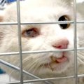首に怪我を負った老猫…過酷な野良猫生活の現実とは？