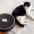 猫が『ロボット掃除機』の邪魔をした結果…"全く動じない姿"…