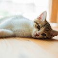 猫のいつもと違う『眠り方』に要注意！4つのパターンと理由を解説