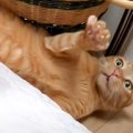 『マウント取られっぱなしの新入り猫』がリベンジ…先住猫たちの反応が面白…