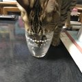 猫が炭酸水を飲んでも大丈夫？