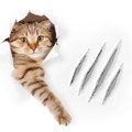 猫が壁で爪とぎするのを防ぐ対策としつけ法